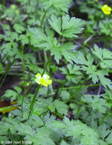 Ranunculus repens L.
