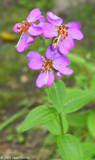 Rhexia virginica L.
