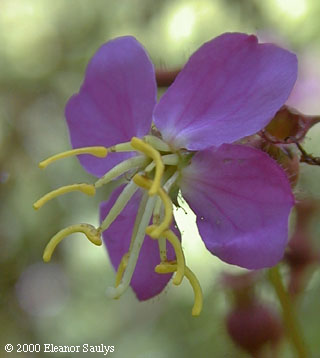 Rhexia virginica L.