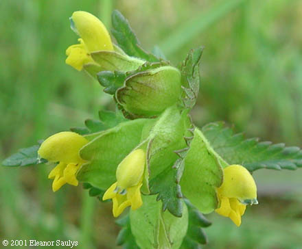 Rhinanthus minor L.