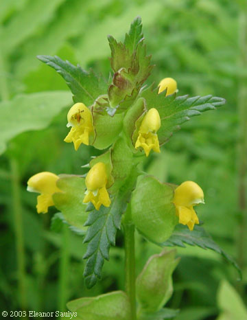 Rhinanthus minor L.