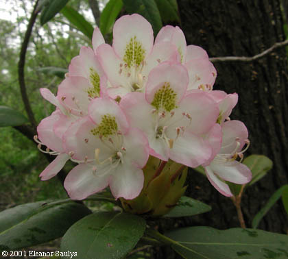 Rhododendron maximum L.