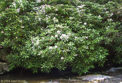Rhododendron maximum L.