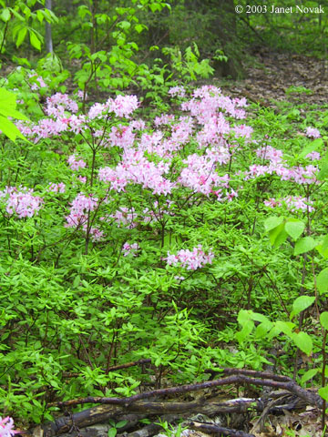 Rhododendron periclymenoides (Michx.) Shinners