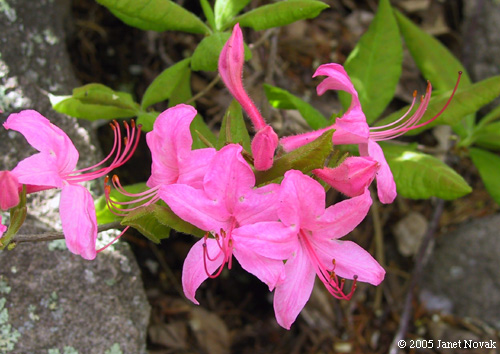 Rhododendron prinophyllum (Small) Millais