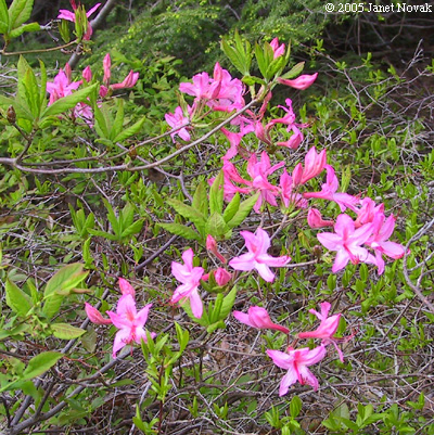 Rhododendron prinophyllum (Small) Millais