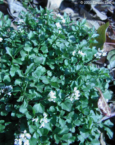 Rorippa nasturtium-aquaticum (L.) Hayek