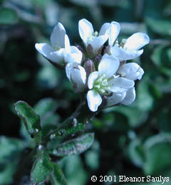 Rorippa nasturtium-aquaticum (L.) Hayek
