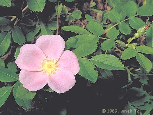 Rosa carolina L.