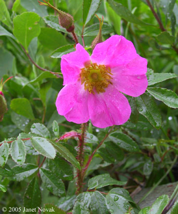 Rosa nitida Willd.