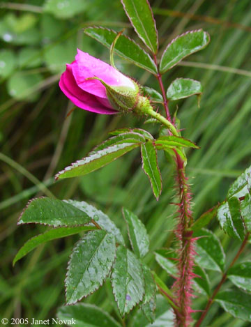 Rosa nitida Willd.