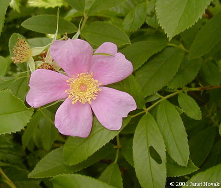 Rosa palustris Marsh.