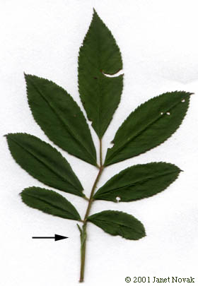 Rosa palustris Marsh.