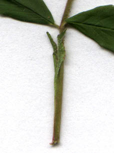 Rosa palustris Marsh.