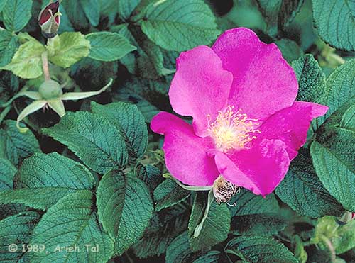 Rosa rugosa Thunb.