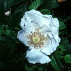 Rosa rugosa Thunb.