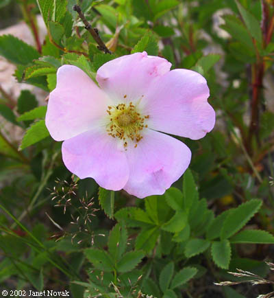 Rosa virginiana P. Mill.