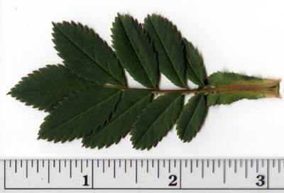 Rosa virginiana P. Mill.