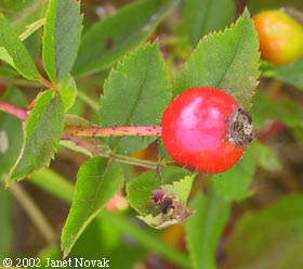 Rosa virginiana P. Mill.