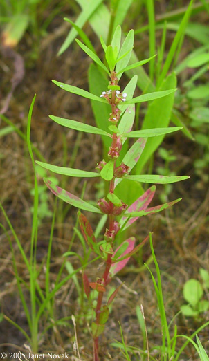 Rotala ramosior (L.) Koehne