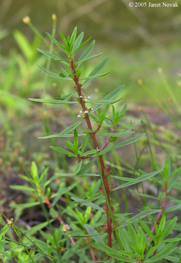 Rotala ramosior (L.) Koehne