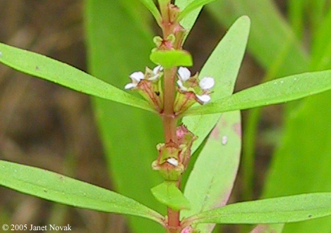 Rotala ramosior (L.) Koehne