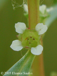 Rotala ramosior (L.) Koehne