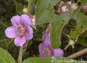 Rubus odoratus L.