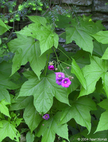 Rubus odoratus L.