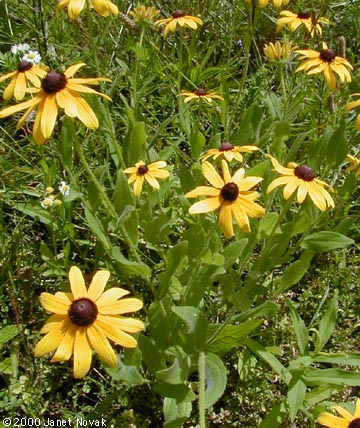 Rudbeckia hirta L.