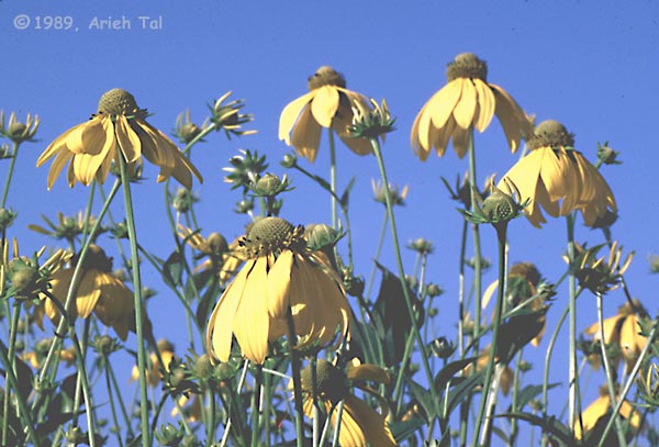 Rudbeckia laciniata L.