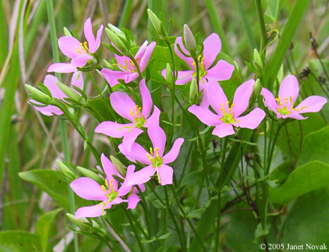 Sabatia angularis (L.) Pursh