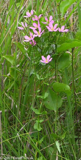 Sabatia angularis (L.) Pursh