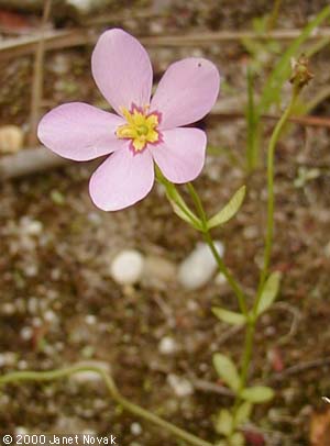 Sabatia stellaris Pursh