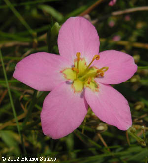 Sabatia stellaris Pursh