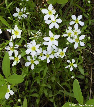 Sabatia stellaris Pursh