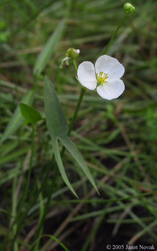 Sagittaria engelmanniana J.G. Sm.