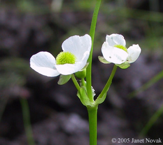 Sagittaria engelmanniana J.G. Sm.