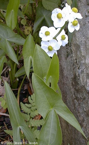 Sagittaria latifolia Willd.