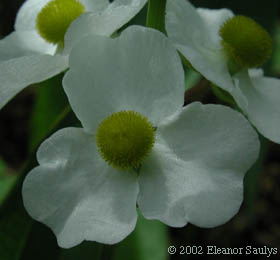 Sagittaria latifolia Willd.