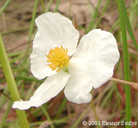 Sagittaria latifolia Willd.