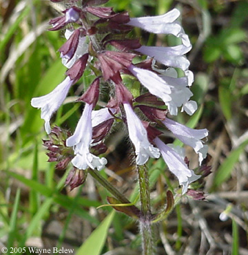 Salvia lyrata L.