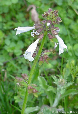 Salvia lyrata L.