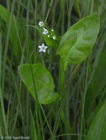 Samolus valerandi L.