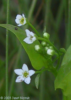 Samolus valerandi L.