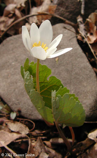 Sanguinaria canadensis L.