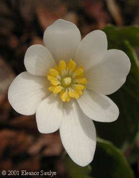 Sanguinaria canadensis L.