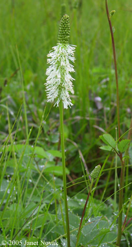Sanguisorba canadensis L.