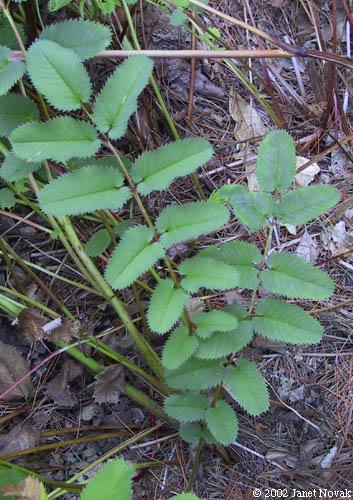 Sanguisorba canadensis L.