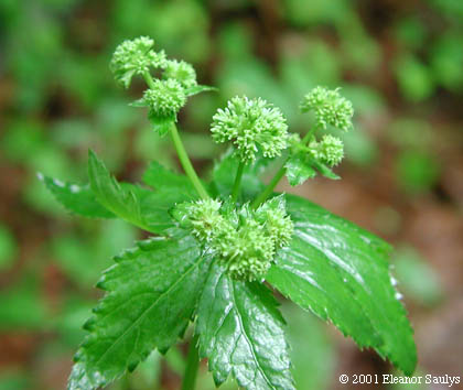 Sanicula marilandica L.